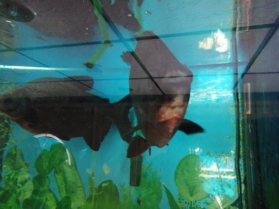 Jawahar Aquariums